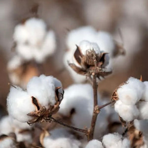 Fibres d'été